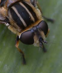 Attēlu rezultāti vaicājumam “Helophilus hybridus male”