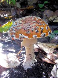 Attēlu rezultāti vaicājumam “Amanita muscaria”