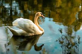 Image result for South Yorkshire Swans