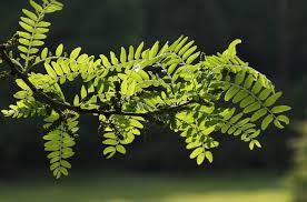 Attēlu rezultāti vaicājumam “Gleditsia triacanthos leaf”