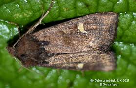 Attēlu rezultāti vaicājumam “Celaena leucostigma”