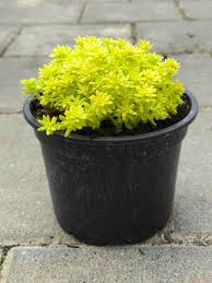Image result for Sedum acre