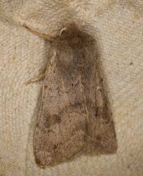 Attēlu rezultāti vaicājumam “Orthosia populeti”