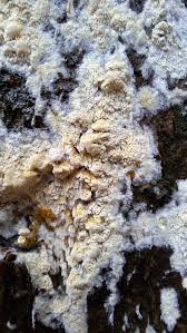 Attēlu rezultāti vaicājumam “Schizopora paradoxa”