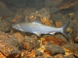 Image result for Coregonus lavaretus