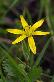 Attēlu rezultāti vaicājumam “Gagea pratensis flower”