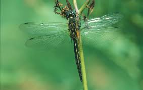 Attēlu rezultāti vaicājumam “Somatochlora flavomaculata”