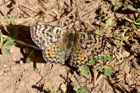 Attēlu rezultāti vaicājumam “Melitaea didyma underside”