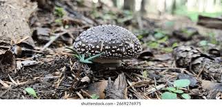 Attēlu rezultāti vaicājumam “Amanita excelsa”