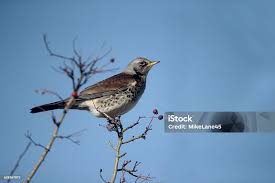 Attēlu rezultāti vaicājumam “Turdus pilaris”