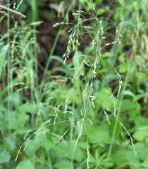 Attēlu rezultāti vaicājumam “Milium effusum”
