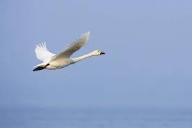 Attēlu rezultāti vaicājumam “Cygnus columbianus”