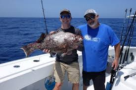 Image result for Dermatolepis inermis