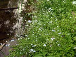 Attēlu rezultāti vaicājumam “Myosotis laxa subsp. baltica flower”