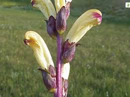 Attēlu rezultāti vaicājumam “Pedicularis sceptrum-carolinum flower”