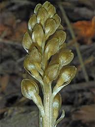 Attēlu rezultāti vaicājumam “Neottia nidus-avis bud”