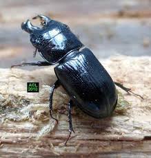 Attēlu rezultāti vaicājumam “Ceruchus chrysomelinus”