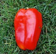Afbeeldingsresultaat voor giant 3 sweet pepper