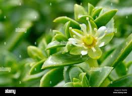 Attēlu rezultāti vaicājumam “Honckenya peploides flower”