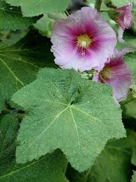 Attēlu rezultāti vaicājumam “Alcea rosea leaf”