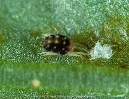 Attēlu rezultāti vaicājumam “Panonychus”