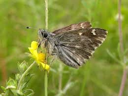 Attēlu rezultāti vaicājumam “Carcharodus floccifera upperside”
