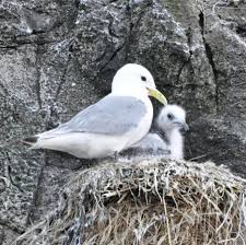 Attēlu rezultāti vaicājumam “Rissa tridactyla nest”