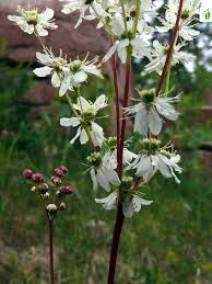Attēlu rezultāti vaicājumam “Filipendula vulgaris fruit”