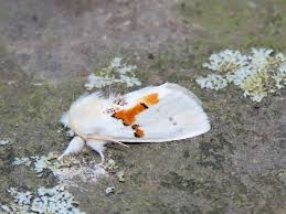 Attēlu rezultāti vaicājumam “Leucodonta bicoloria”