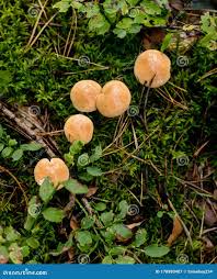 Attēlu rezultāti vaicājumam “Suillus bovinus”