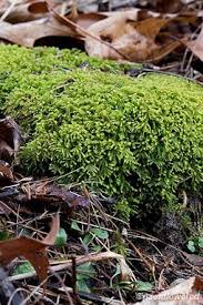 Attēlu rezultāti vaicājumam “Anomodon”