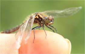 Attēlu rezultāti vaicājumam “Leucorrhinia caudalis male”