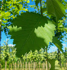 Attēlu rezultāti vaicājumam “Ulmus laevis”