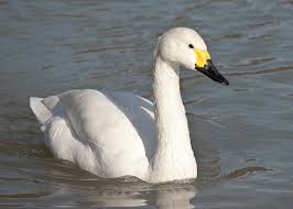 Attēlu rezultāti vaicājumam “Cygnus columbianus adult”
