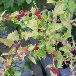 Attēlu rezultāti vaicājumam “Chenopodium rubrum leaf”