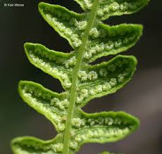 Attēlu rezultāti vaicājumam “Thelypteris palustris”