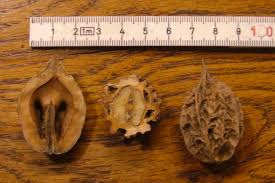 Attēlu rezultāti vaicājumam “Juglans mandshurica”