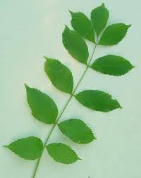 Attēlu rezultāti vaicājumam “Fraxinus excelsior leaf”