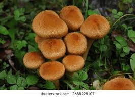 Attēlu rezultāti vaicājumam “Psathyrella lacrymabunda”