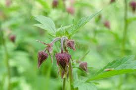 Attēlu rezultāti vaicājumam “Geum rivale bud”