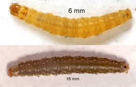Attēlu rezultāti vaicājumam “Aphelia paleana larva”