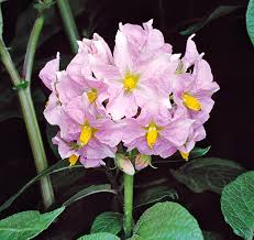Attēlu rezultāti vaicājumam “Solanum tuberosum flower”