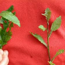 Attēlu rezultāti vaicājumam “Rorippa amphibia leaf”