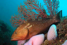 Image result for Rostroraja eglanteria