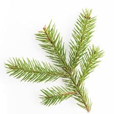 Attēlu rezultāti vaicājumam “Picea abies leaf”