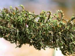 Attēlu rezultāti vaicājumam “Rhabdoweisia fugax”