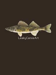 Image result for Sander canadensis