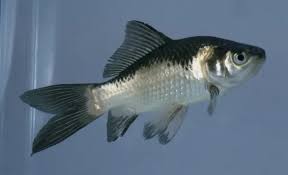 Attēlu rezultāti vaicājumam “Carassius auratus”