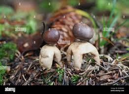 Attēlu rezultāti vaicājumam “Geastrum quadrifidum”