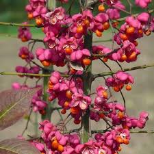 Attēlu rezultāti vaicājumam “Euonymus europaeus”